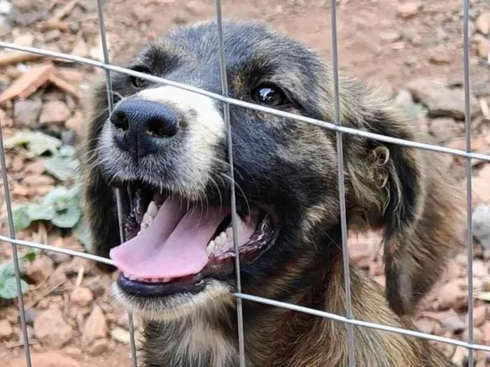 Cachorro ra a SRD-ViraLata idade 2 anos nome Rajada
