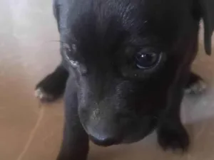 Cachorro raça SRD-ViraLata idade Abaixo de 2 meses nome Neguinho