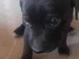 Neguinho