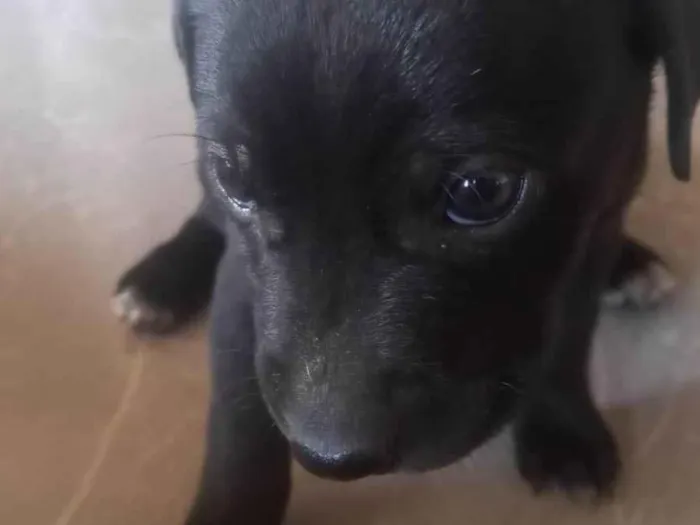 Cachorro ra a SRD-ViraLata idade Abaixo de 2 meses nome Neguinho