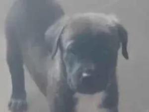 Cachorro raça SRD-ViraLata idade Abaixo de 2 meses nome Max