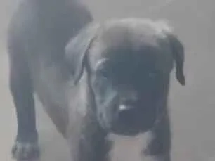 Cachorro raça SRD-ViraLata idade 2 a 6 meses nome Max
