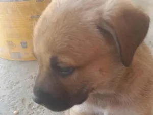 Cachorro raça SRD-ViraLata idade Abaixo de 2 meses nome Zeus