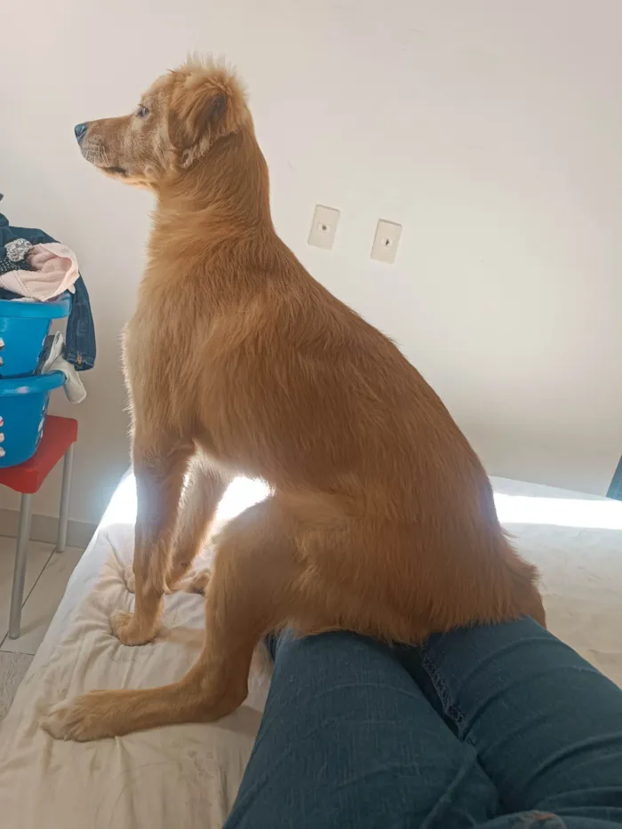 Cachorro ra a SRD-ViraLata idade 7 a 11 meses nome Luke