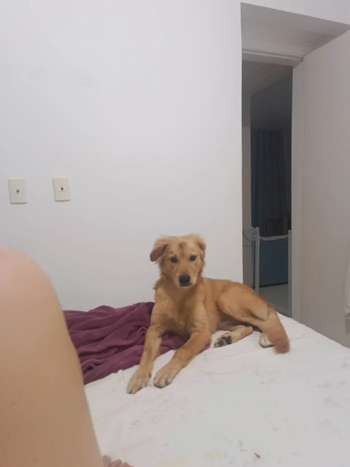 Cachorro ra a SRD-ViraLata idade 7 a 11 meses nome Luke