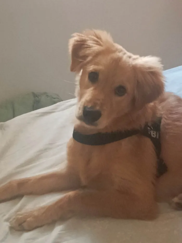 Cachorro ra a SRD-ViraLata idade 7 a 11 meses nome Luke