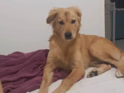 Cachorro raça SRD-ViraLata idade 7 a 11 meses nome Luke