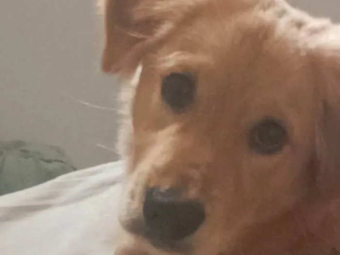 Cachorro ra a SRD-ViraLata idade 7 a 11 meses nome Luke