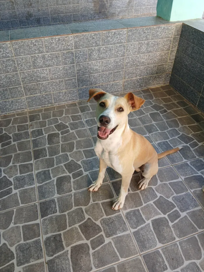 Cachorro ra a SRD-ViraLata idade 3 anos nome Buddy