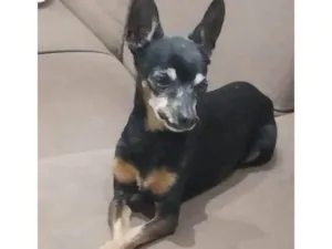 Cachorro raça Pinscher idade 6 ou mais anos nome Messi