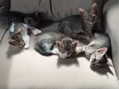 Gato raça SRD-ViraLata idade 2 a 6 meses nome Doa-se gatinhos
