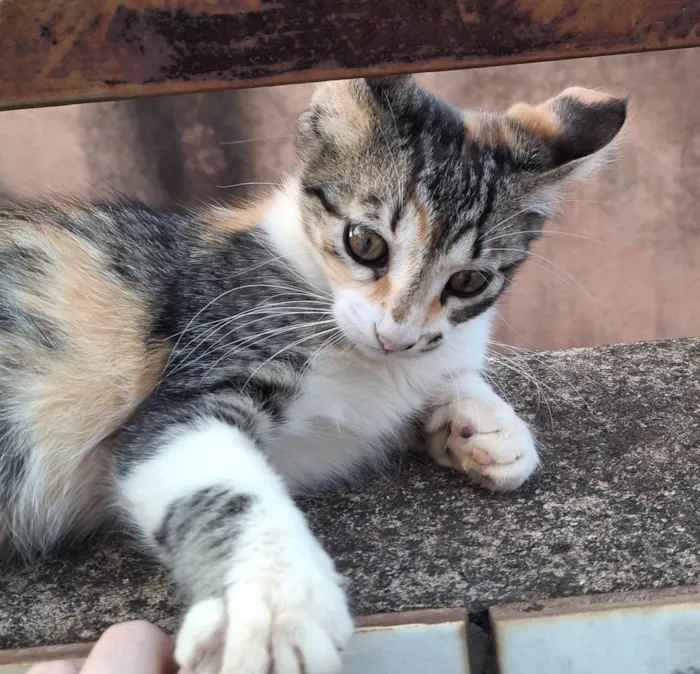 Gato ra a SRD-ViraLata idade Abaixo de 2 meses nome sem nome