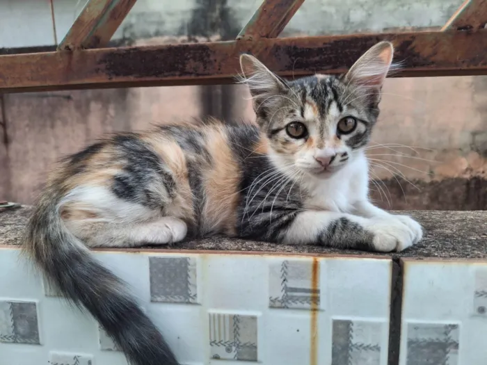 Gato ra a SRD-ViraLata idade Abaixo de 2 meses nome sem nome