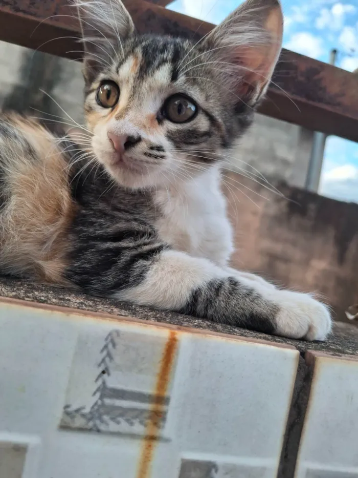 Gato ra a SRD-ViraLata idade Abaixo de 2 meses nome sem nome