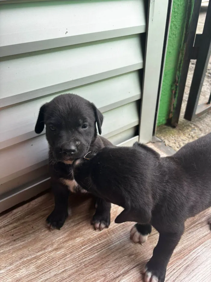 Cachorro ra a Labrador idade 2 a 6 meses nome Filhotes d labrador