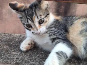 Gato raça SRD-ViraLata idade Abaixo de 2 meses nome sem nome