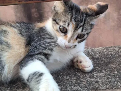 Gato raça SRD-ViraLata idade Abaixo de 2 meses nome sem nome