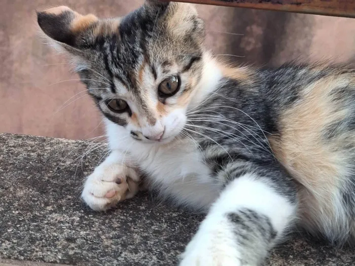Gato ra a SRD-ViraLata idade Abaixo de 2 meses nome sem nome