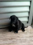 Filhotes d labrador