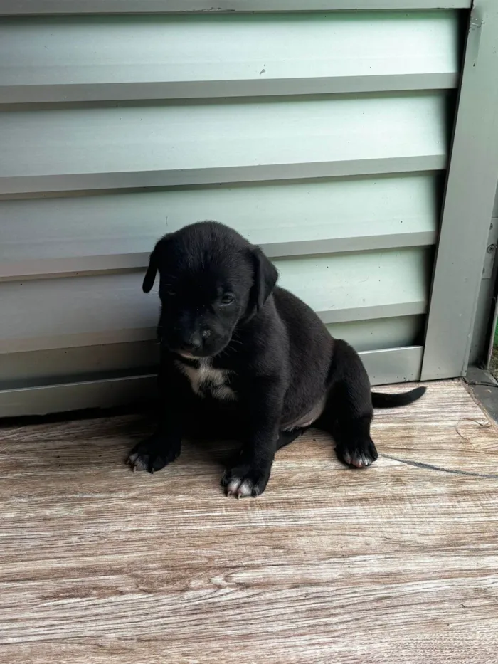 Cachorro ra a Labrador idade 2 a 6 meses nome Filhotes d labrador
