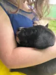 Filhotes d labrador