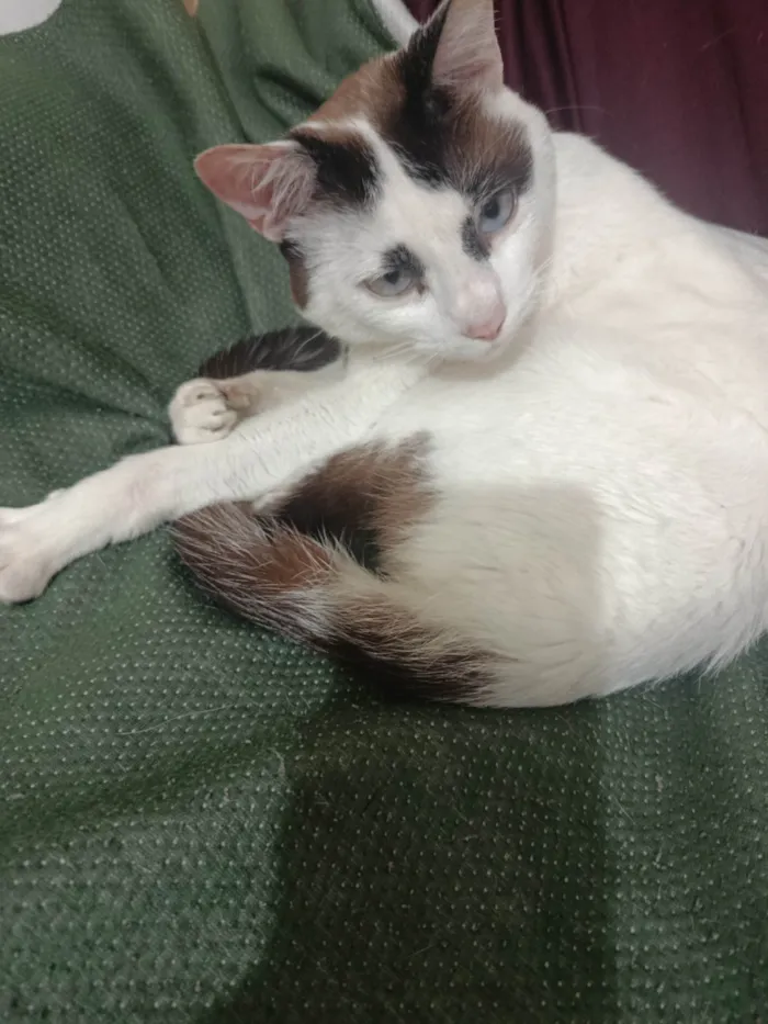 Gato ra a SRD-ViraLata idade 1 ano nome Hemylle