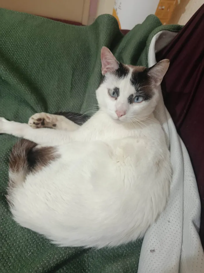 Gato ra a SRD-ViraLata idade 1 ano nome Hemylle