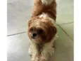 Mel