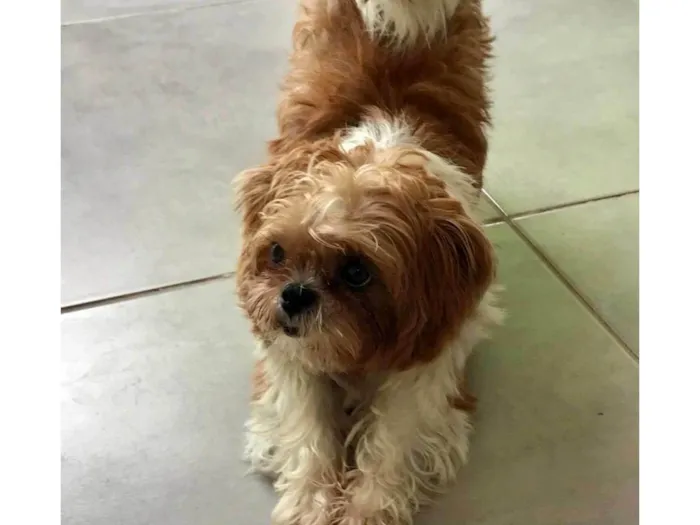 Cachorro ra a Shitzu idade 2 anos nome Mel