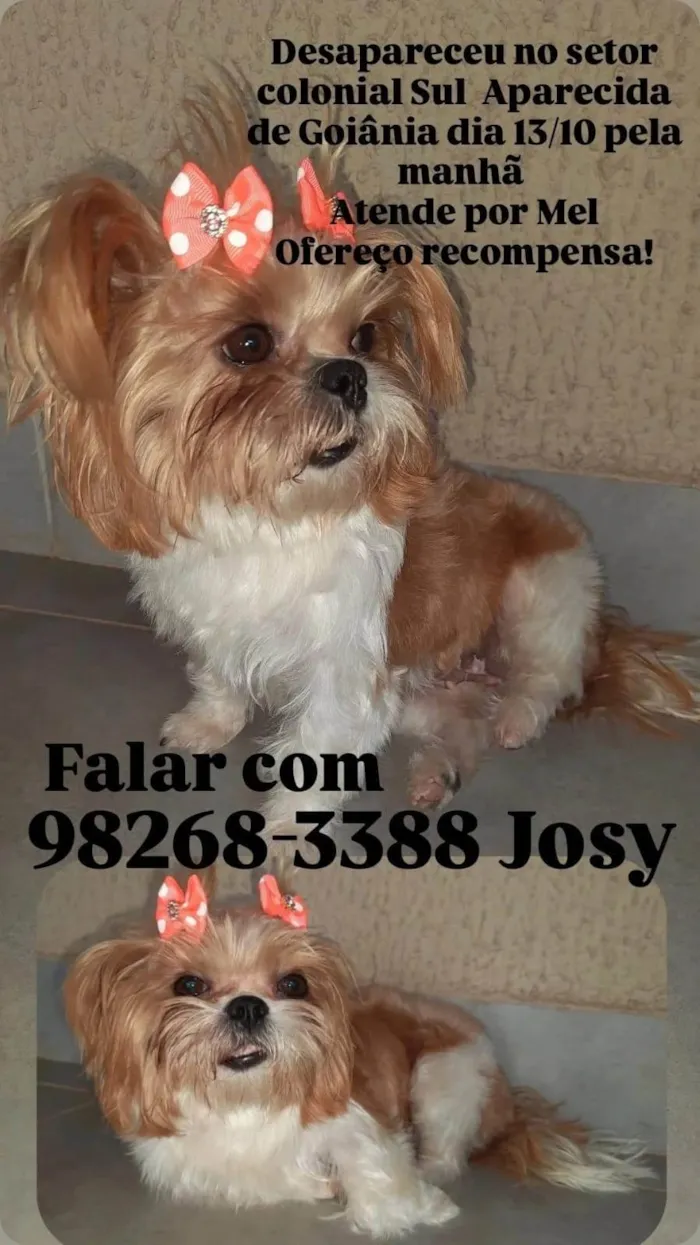 Cachorro ra a Shitzu idade 2 anos nome Mel