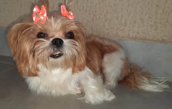 Cachorro ra a Shitzu idade 2 anos nome Mel
