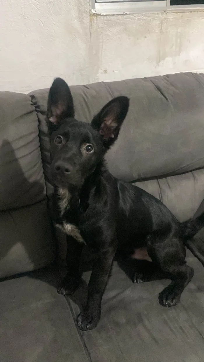Cachorro ra a SRD-ViraLata idade 2 a 6 meses nome Zeus