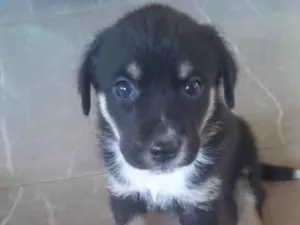 Cachorro raça SRD-ViraLata idade Abaixo de 2 meses nome Tob