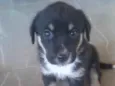 Tob