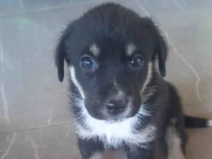 Cachorro ra a SRD-ViraLata idade Abaixo de 2 meses nome Tob
