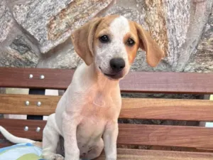 Cachorro raça SRD-ViraLata idade 2 a 6 meses nome Chiquinha Gonzaga