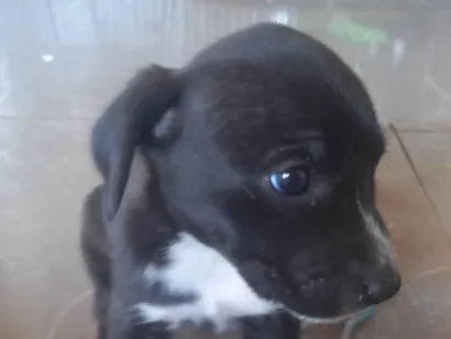 Cachorro raça SRD-ViraLata idade Abaixo de 2 meses nome Maya