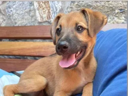 Cachorro raça SRD-ViraLata idade 2 a 6 meses nome Péricles