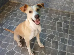 Cachorro raça SRD-ViraLata idade 3 anos nome Buddy