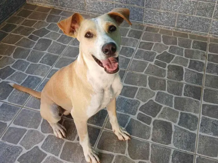 Cachorro ra a SRD-ViraLata idade 3 anos nome Buddy