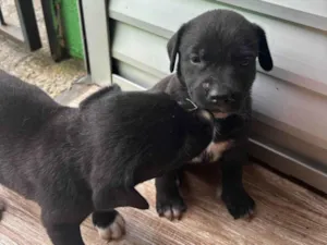 Cachorro raça Labrador idade 2 a 6 meses nome Filhotes d labrador
