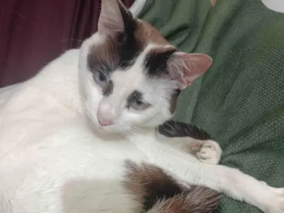 Gato raça SRD-ViraLata idade 1 ano nome Hemylle