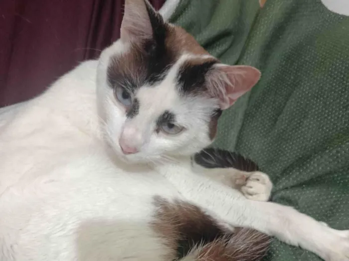 Gato ra a SRD-ViraLata idade 1 ano nome Hemylle