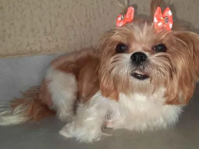Cachorro raça Shitzu idade 2 anos nome Mel