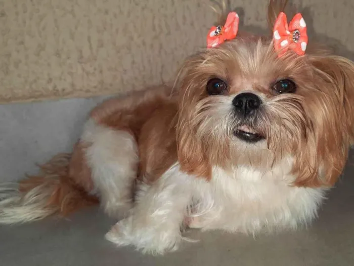 Cachorro ra a Shitzu idade 2 anos nome Mel