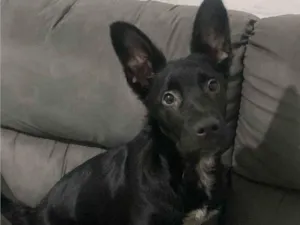 Cachorro raça SRD-ViraLata idade 2 a 6 meses nome Zeus