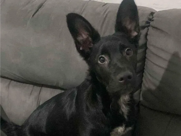 Cachorro ra a SRD-ViraLata idade 2 a 6 meses nome Zeus