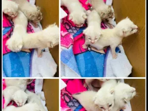 Gato raça SRD-ViraLata idade Abaixo de 2 meses nome Rosaline dos santos pereira machado