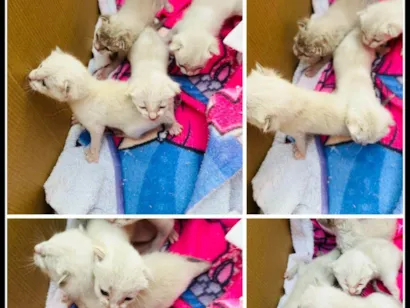 Gato raça SRD-ViraLata idade Abaixo de 2 meses nome Rosaline dos santos pereira machado