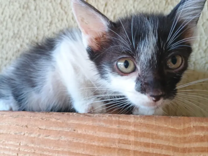 Gato ra a SRD-ViraLata idade 2 a 6 meses nome Gatinho para adoção